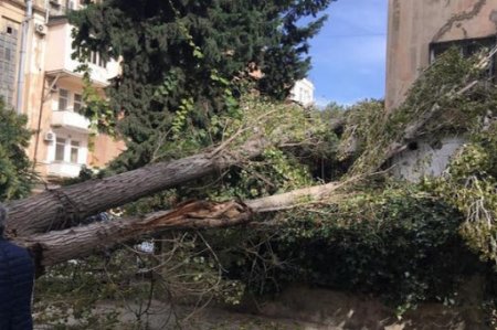 Nəsimi rayonunda ağaclar niyə kəsilir? - Nazirlik hara baxır? - Ağac qırğınına göz yumulur – Video