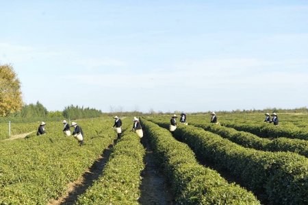 Allahyar müəllim: Lənkəranda çayçılıq yeni inkişaf dövrünü yaşayır