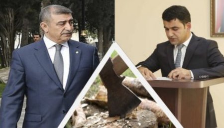İcra başçısı Şirvanda baş verən "yaşıl ağacların qətliamdan" xəbərsizdir? - VİDEO